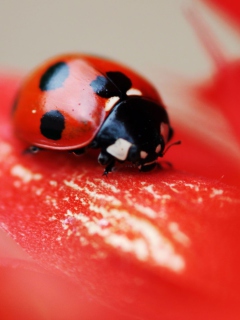Das Ladybug On Red Flower Wallpaper 240x320