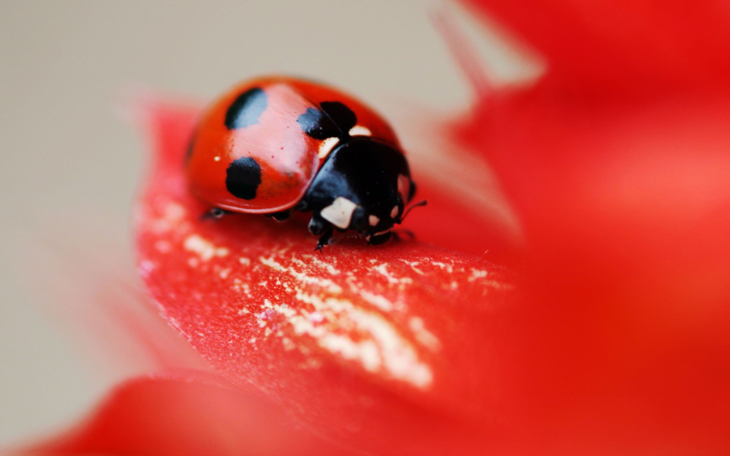 Обои Ladybug On Red Flower 2560x1600