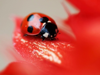 Fondo de pantalla Ladybug On Red Flower 320x240