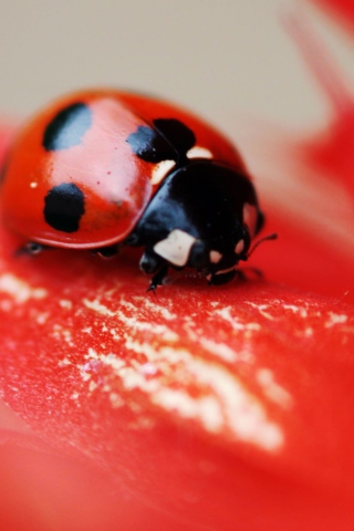 Fondo de pantalla Ladybug On Red Flower 320x480