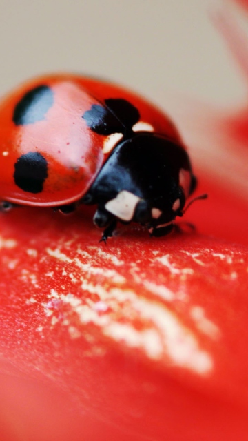 Das Ladybug On Red Flower Wallpaper 360x640