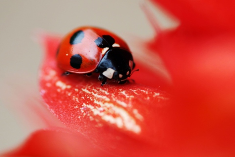 Ladybug On Red Flower wallpaper 480x320
