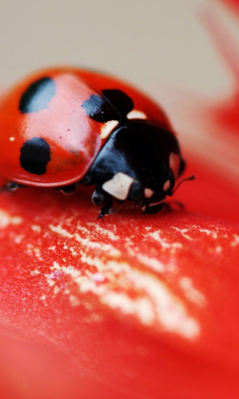 Fondo de pantalla Ladybug On Red Flower 480x800