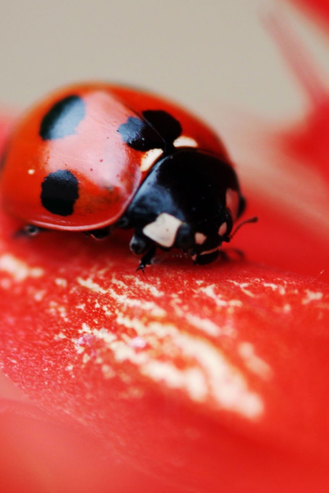 Обои Ladybug On Red Flower 640x960