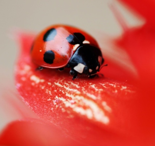 Ladybug On Red Flower - Obrázkek zdarma pro iPad 3