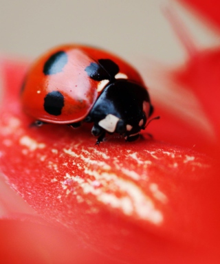 Ladybug On Red Flower - Obrázkek zdarma pro 240x400