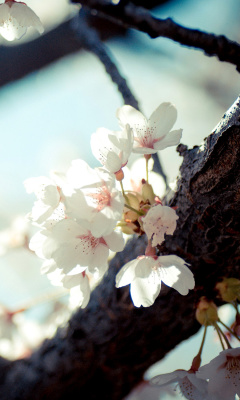 Bloom Tree screenshot #1 240x400