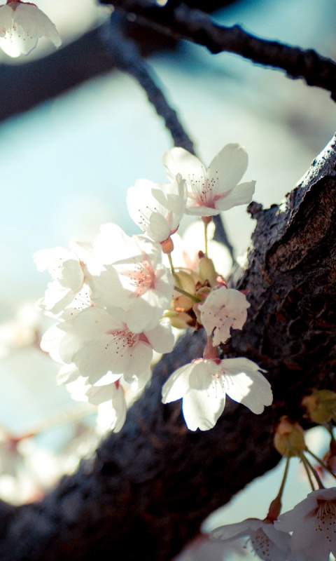 Bloom Tree wallpaper 480x800