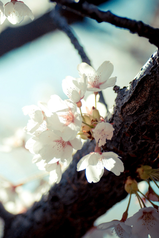 Sfondi Bloom Tree 640x960