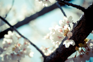 Bloom Tree Background for Android, iPhone and iPad