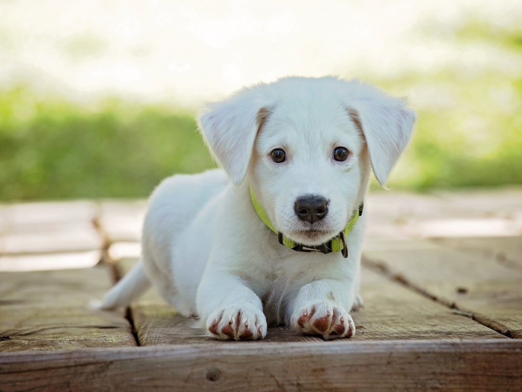 White Puppy wallpaper 1024x768