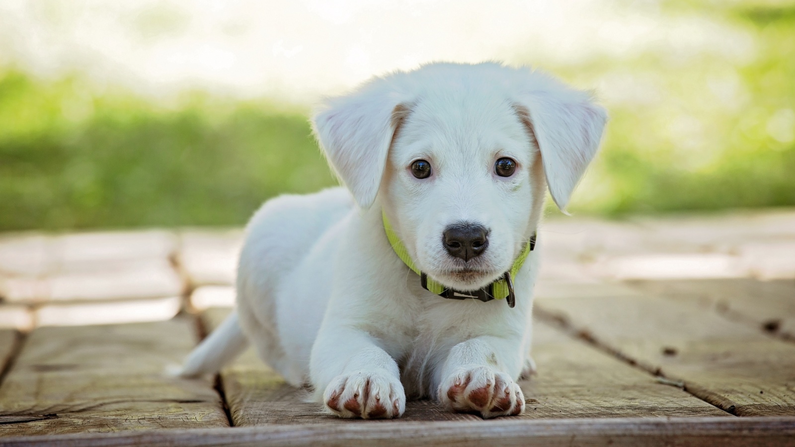 Sfondi White Puppy 1600x900