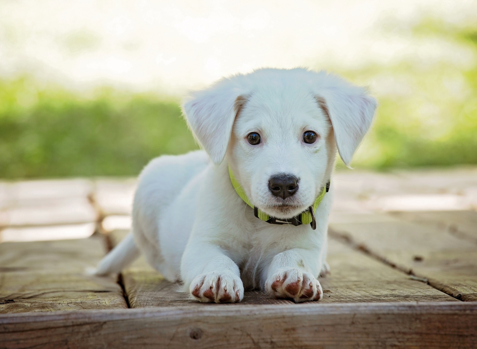 Fondo de pantalla White Puppy 1920x1408