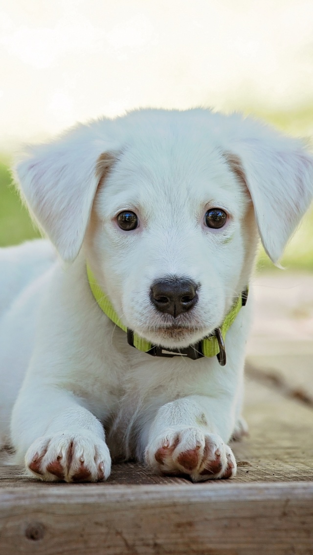 Обои White Puppy 640x1136