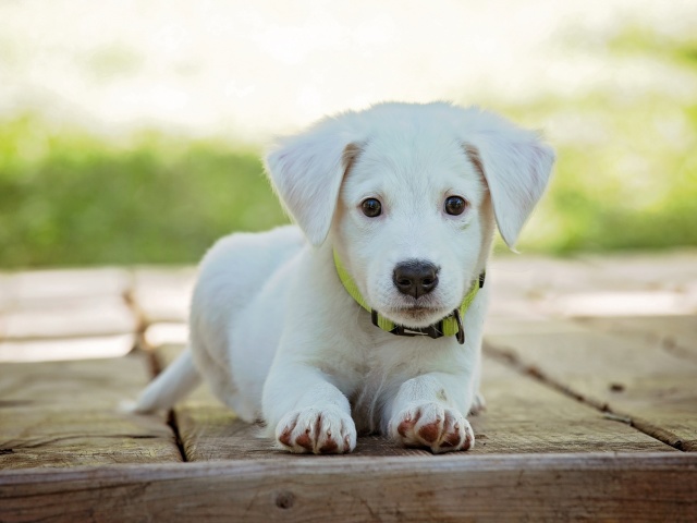 Das White Puppy Wallpaper 640x480