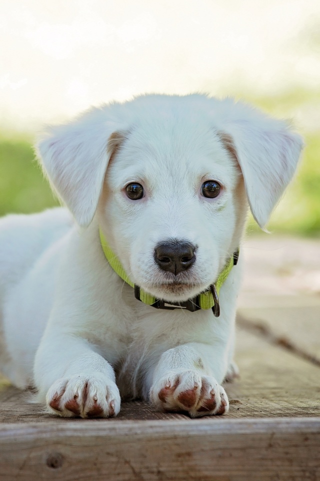Das White Puppy Wallpaper 640x960