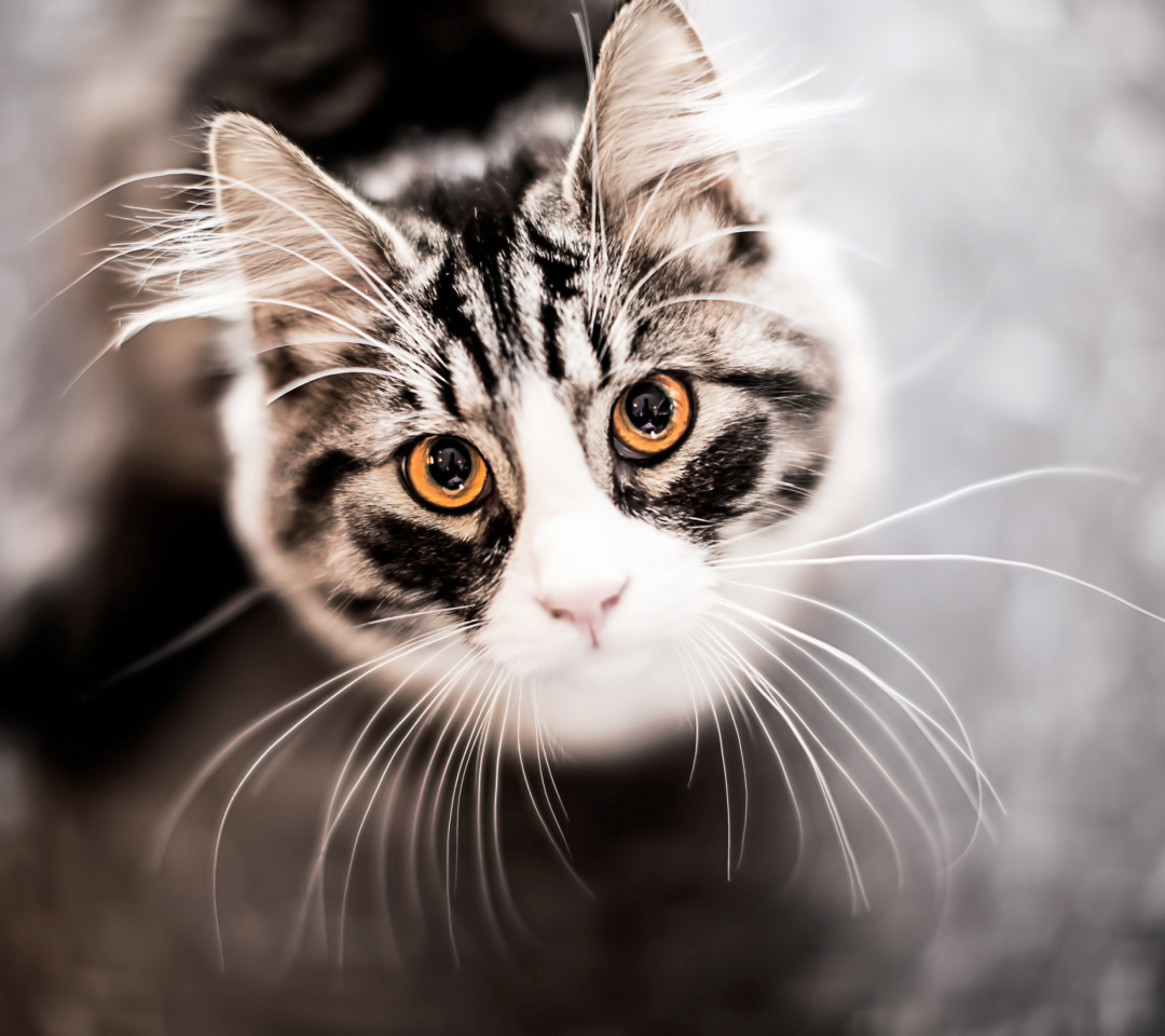 Fondo de pantalla Cat With Orange Eyes 1080x960