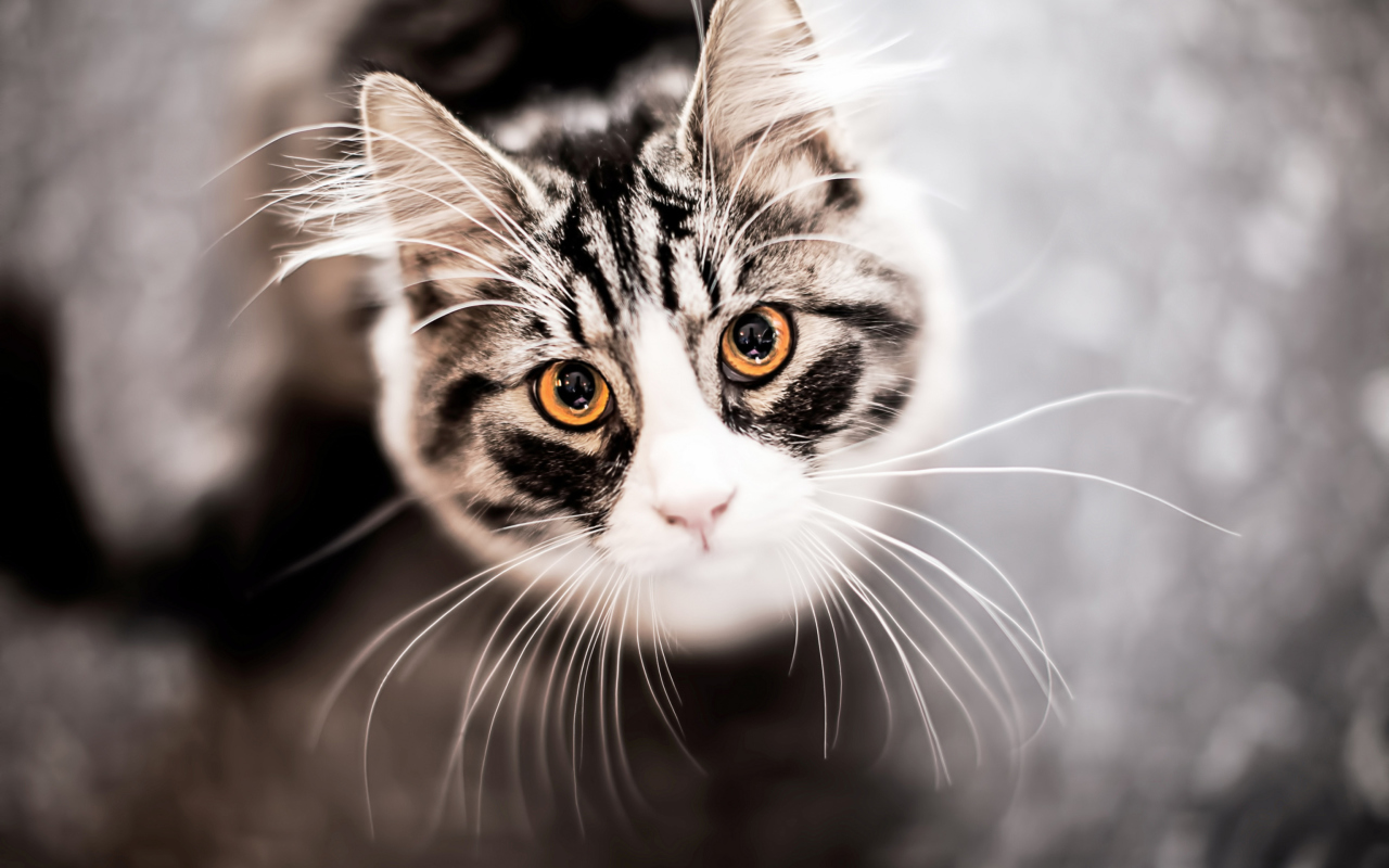 Das Cat With Orange Eyes Wallpaper 1280x800