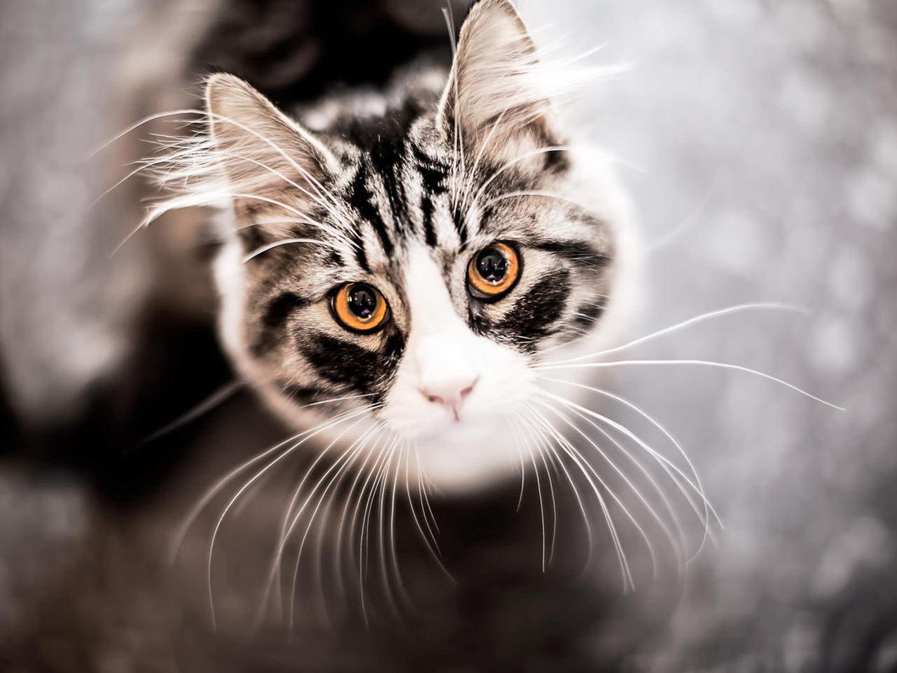 Das Cat With Orange Eyes Wallpaper 1280x960