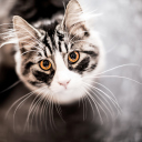 Sfondi Cat With Orange Eyes 128x128