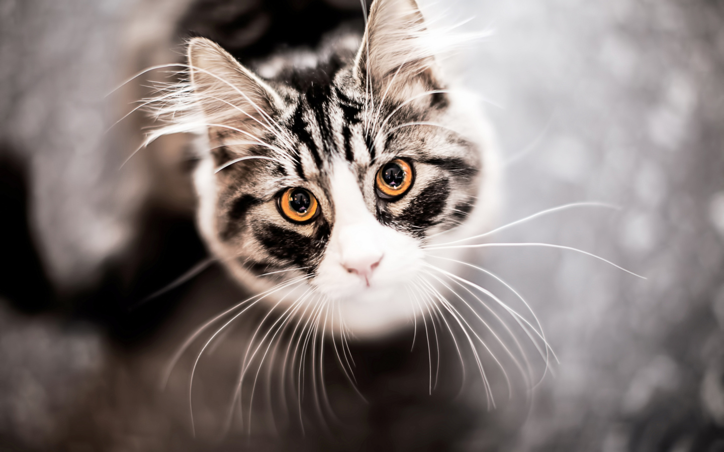 Fondo de pantalla Cat With Orange Eyes 1440x900