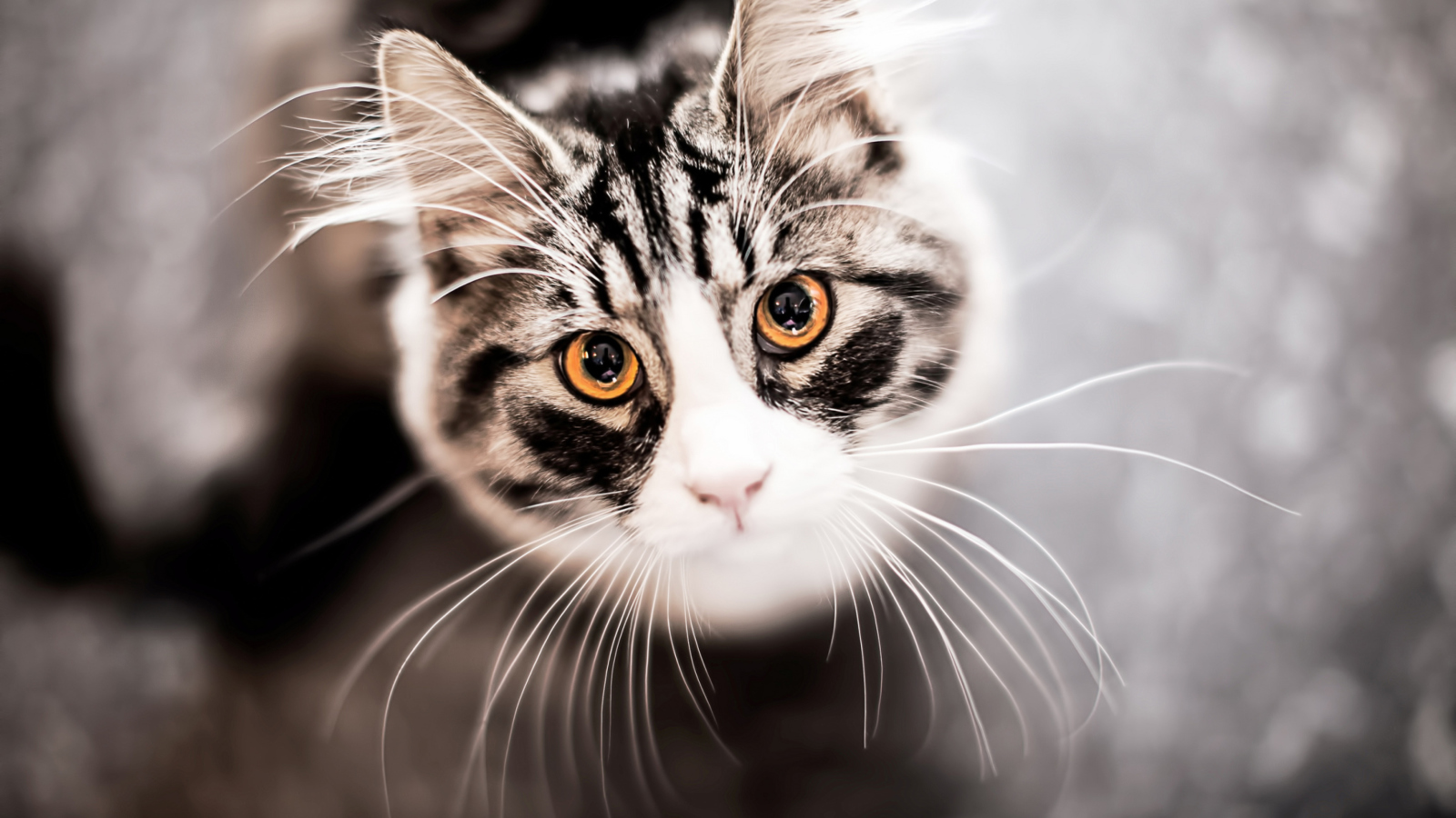 Cat With Orange Eyes wallpaper 1600x900