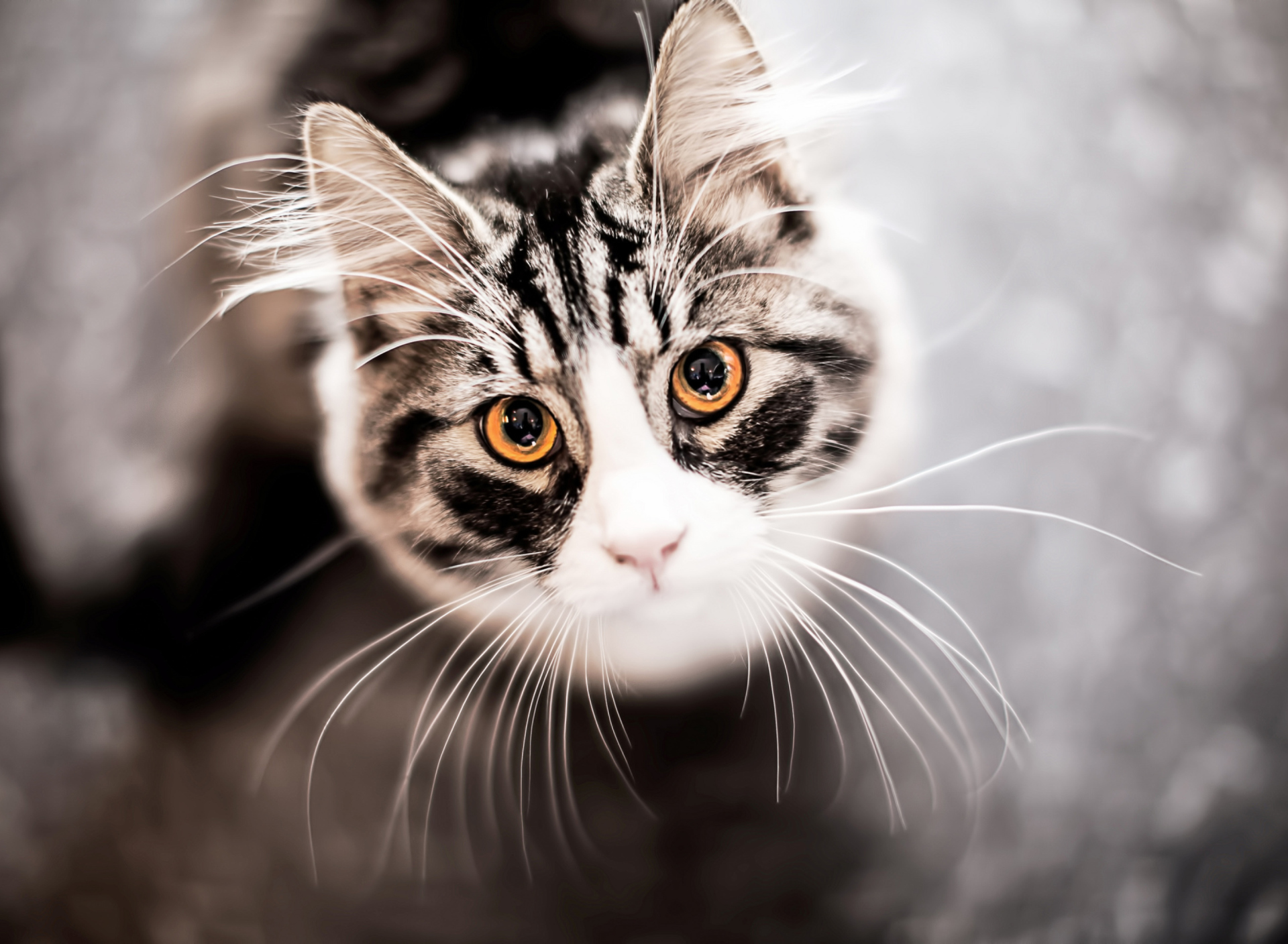 Fondo de pantalla Cat With Orange Eyes 1920x1408