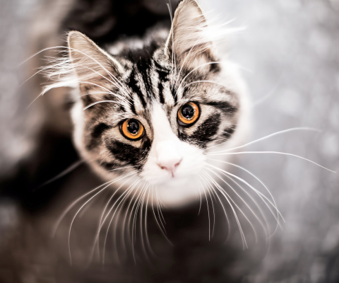 Cat With Orange Eyes screenshot #1 480x400