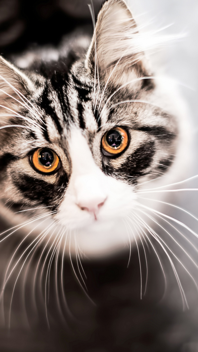 Screenshot №1 pro téma Cat With Orange Eyes 640x1136