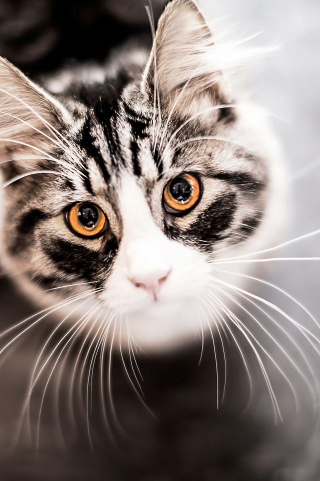 Cat With Orange Eyes screenshot #1 640x960