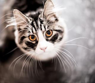 Cat With Orange Eyes - Obrázkek zdarma pro iPad 2