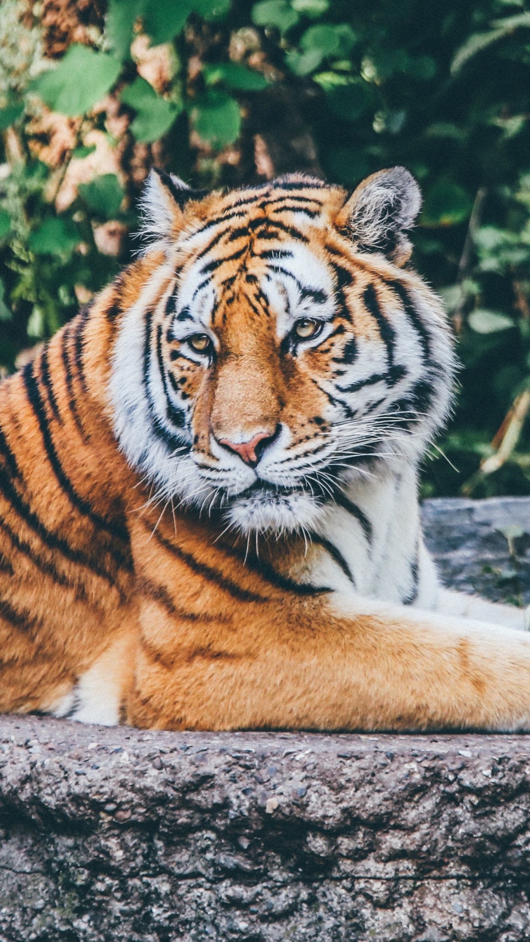 Fondo de pantalla Siberian Tiger 1080x1920