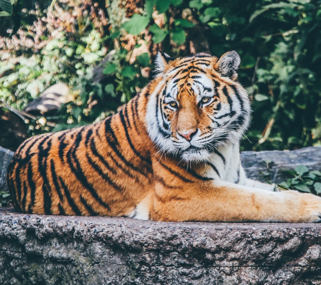 Fondo de pantalla Siberian Tiger 1080x960