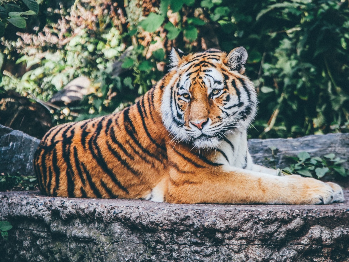 Siberian Tiger wallpaper 1152x864