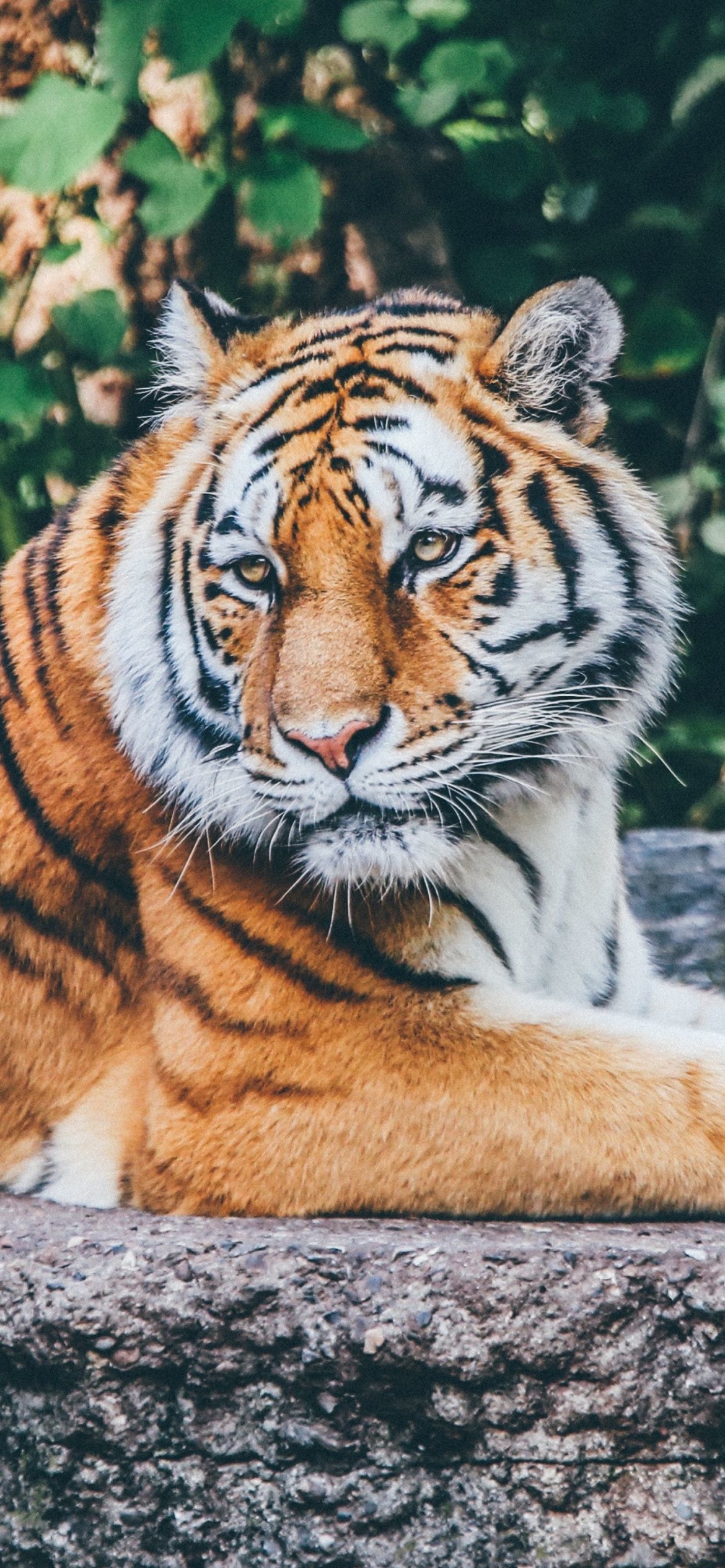 Fondo de pantalla Siberian Tiger 1170x2532