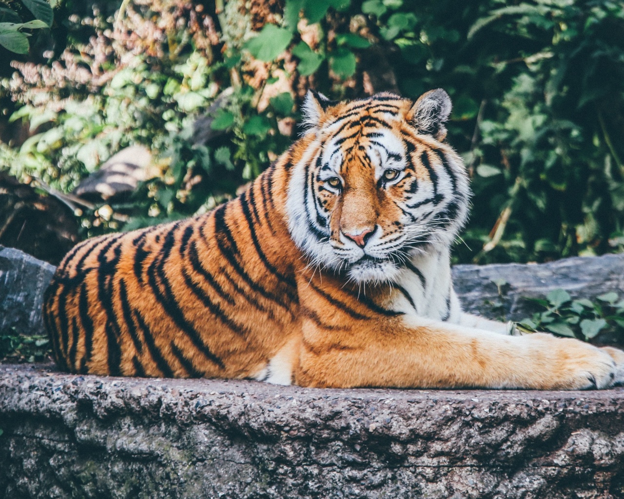 Fondo de pantalla Siberian Tiger 1280x1024