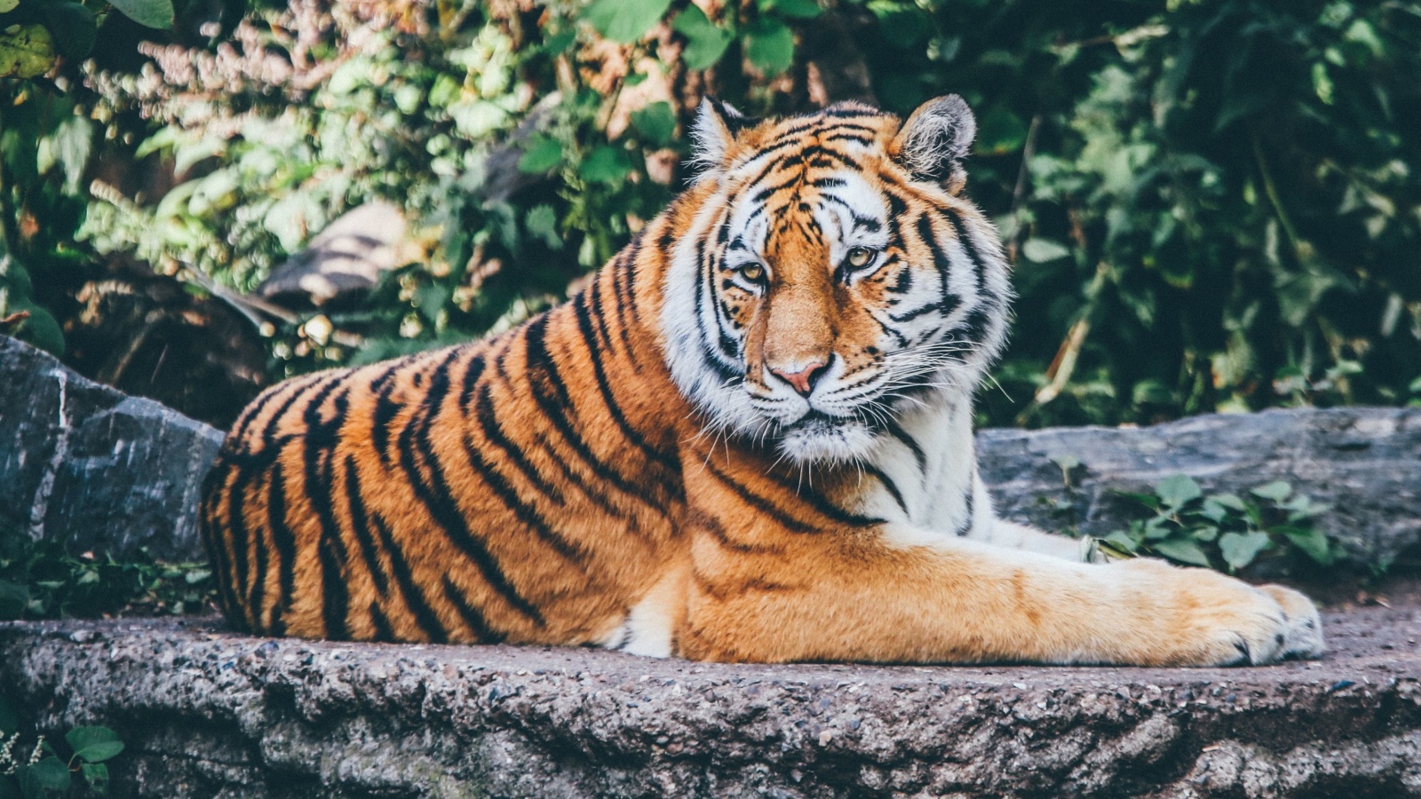Sfondi Siberian Tiger 1600x900