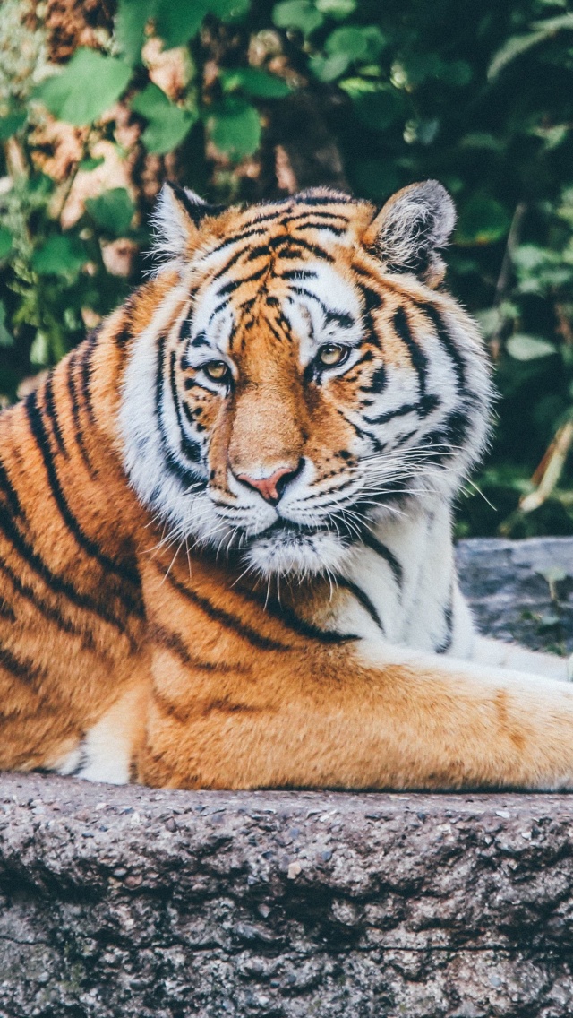 Обои Siberian Tiger 640x1136