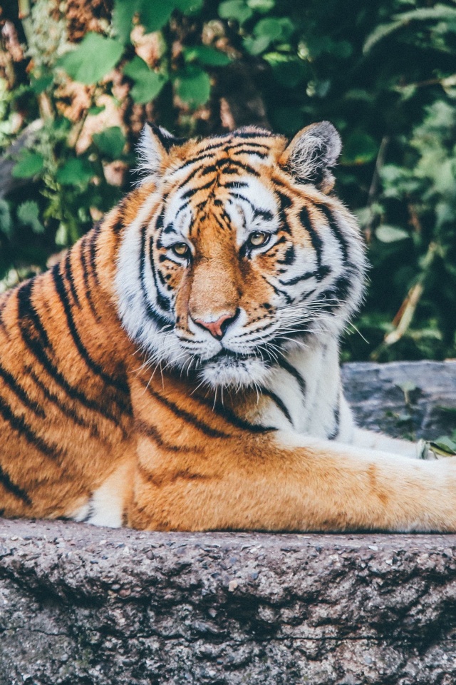 Siberian Tiger screenshot #1 640x960