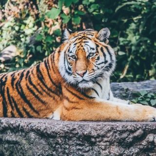 Siberian Tiger sfondi gratuiti per 2048x2048