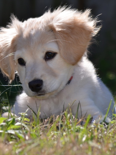 Cute Puppy screenshot #1 240x320