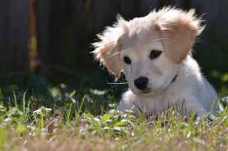 Cute Puppy - Obrázkek zdarma pro Samsung Galaxy A3