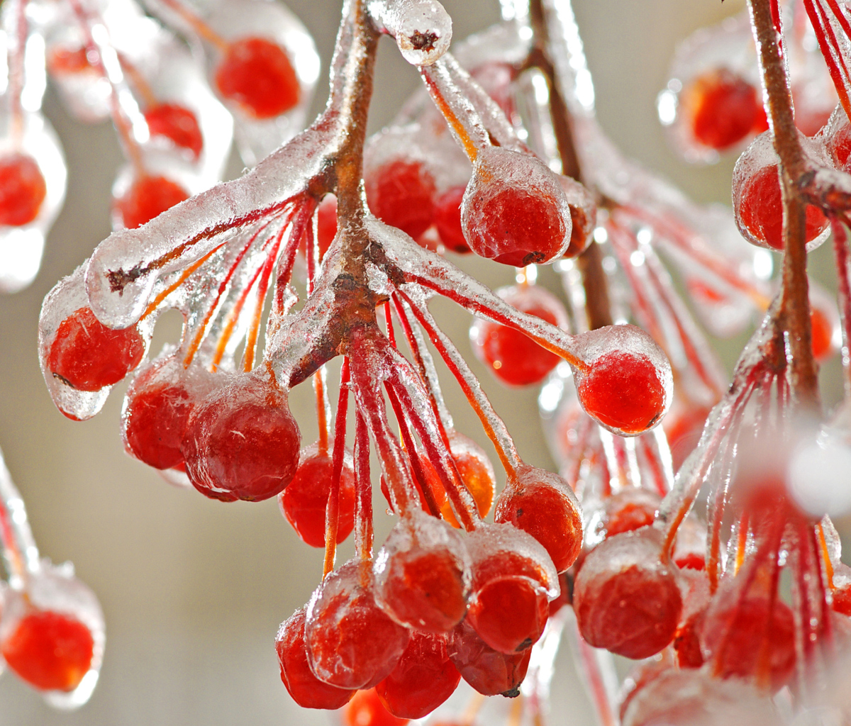 Das Berries In Ice Wallpaper 1200x1024