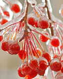 Berries In Ice wallpaper 128x160