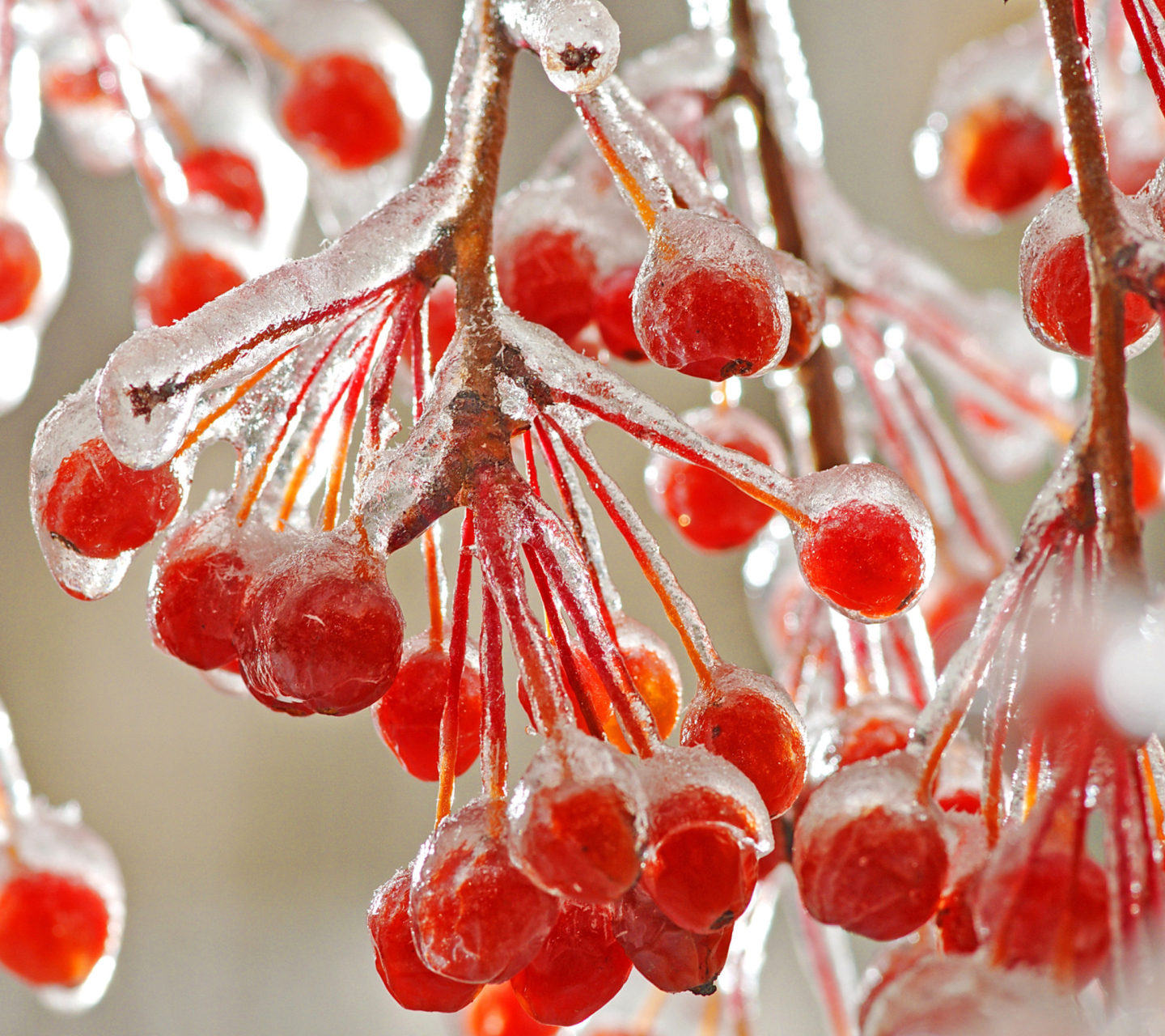 Sfondi Berries In Ice 1440x1280