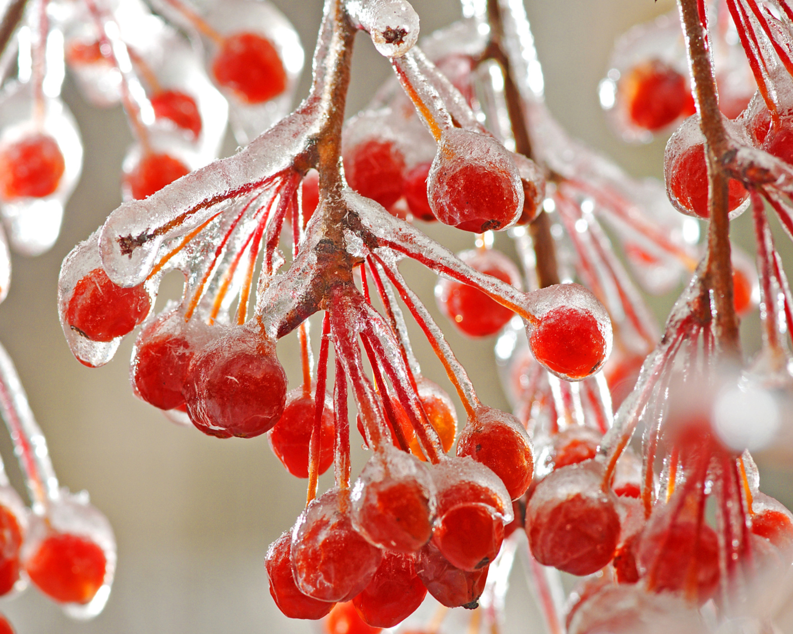 Berries In Ice wallpaper 1600x1280