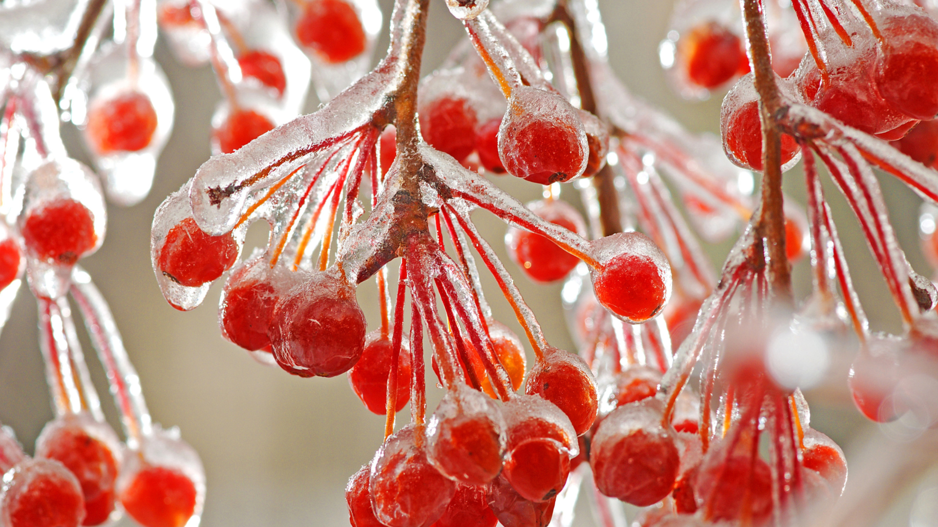 Berries In Ice wallpaper 1920x1080