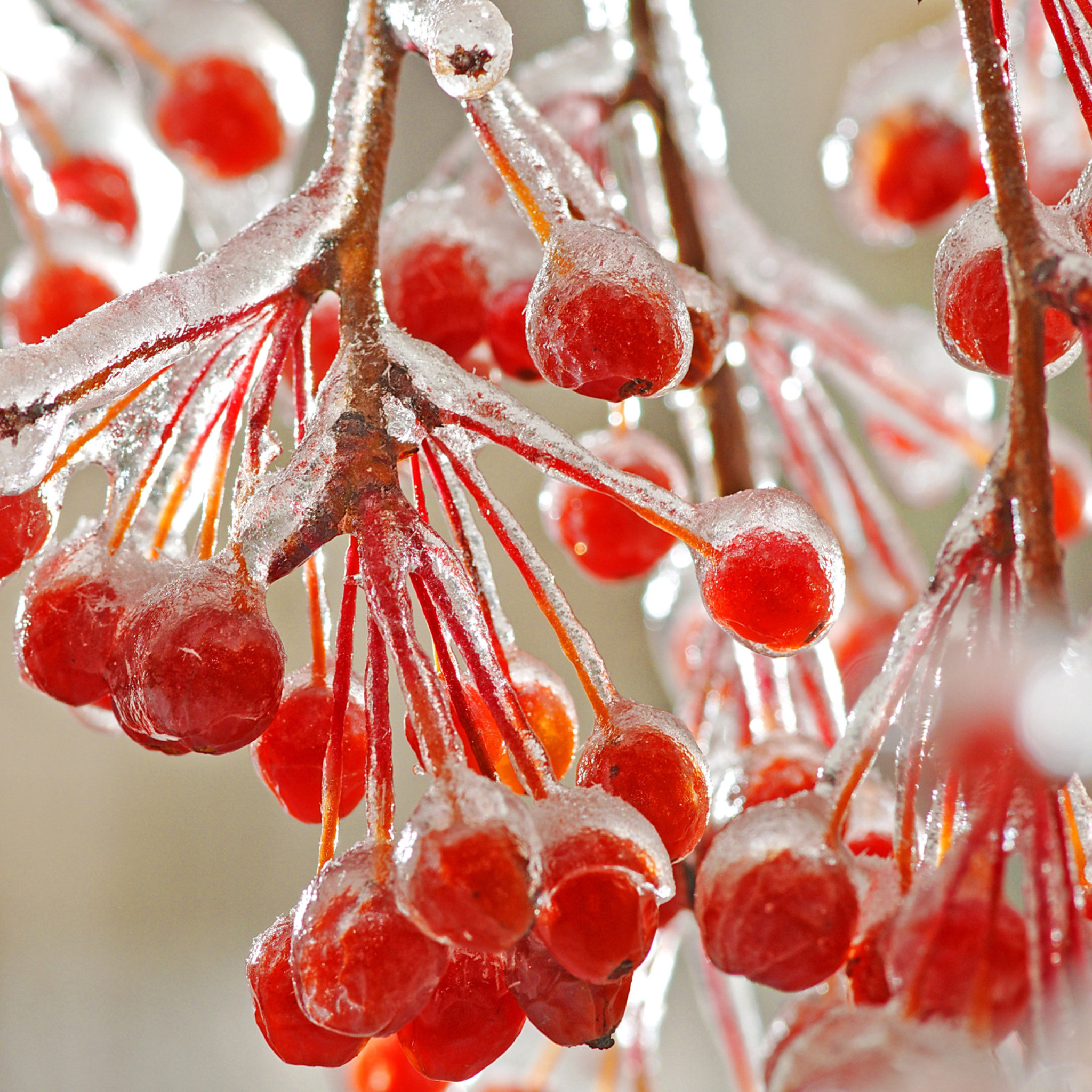 Berries In Ice wallpaper 2048x2048