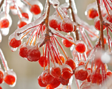 Berries In Ice wallpaper 220x176