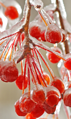 Das Berries In Ice Wallpaper 240x400